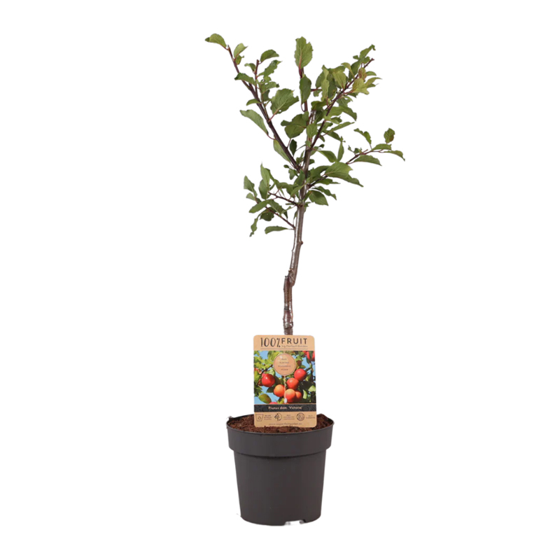 Fruitboom 95 cm - Afbeelding 9